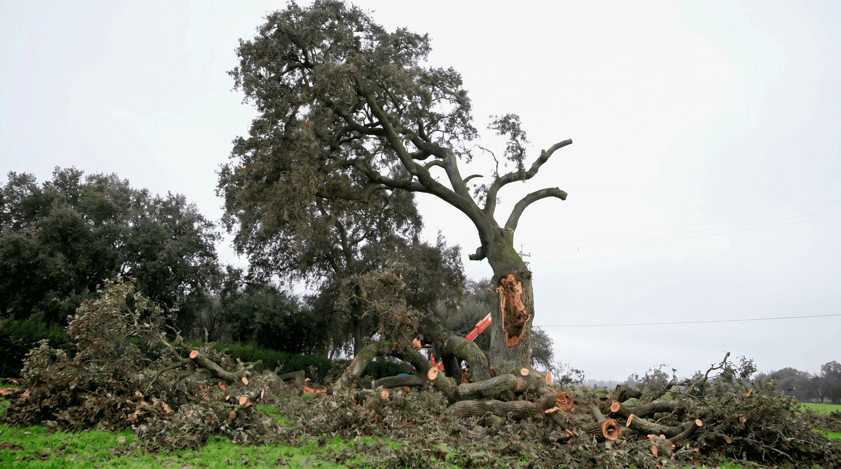 Storm-damaged tree with fallen limbs being cleared