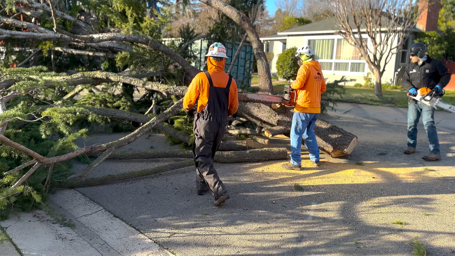 Tree service job 1 in Lodi CA