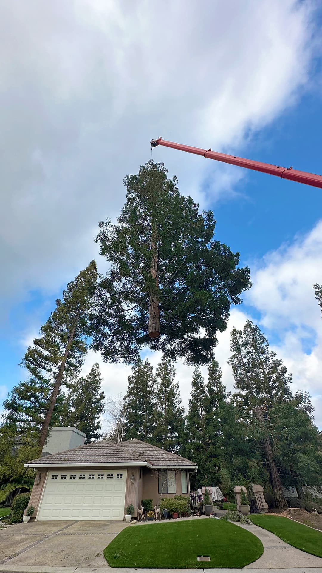 Tree service job 2 in Lodi CA