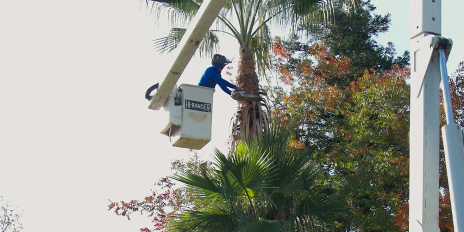Tree service job 3 in Lodi CA