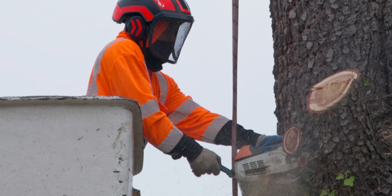 Tree service job 4 in Lodi CA