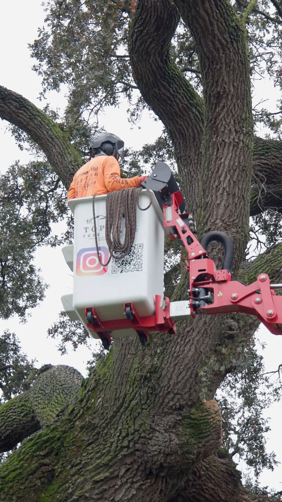 Tree service job 5 in Lodi CA