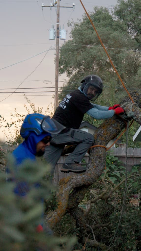Tree service job 6 in Lodi CA