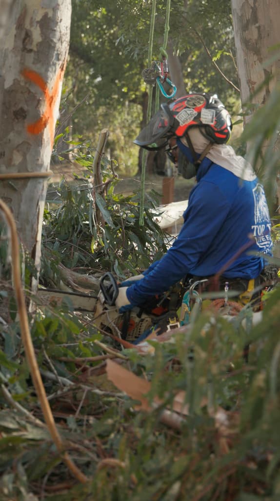 Tree service job 7 in Lodi CA