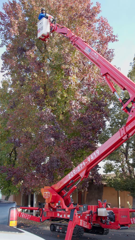 Tree service job 8 in Lodi CA