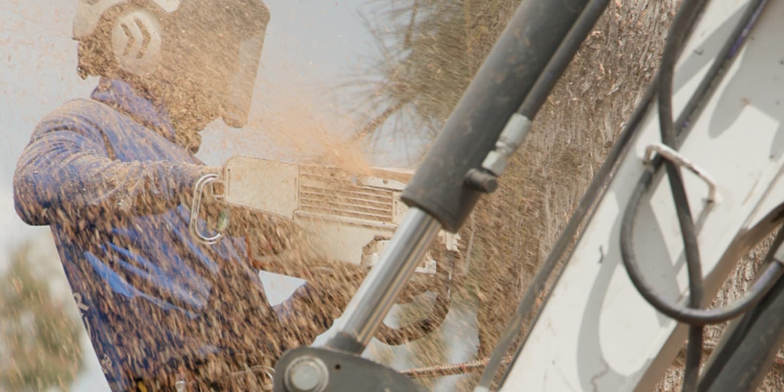 Worker trimming a tree with a chainsaw, sawdust flying