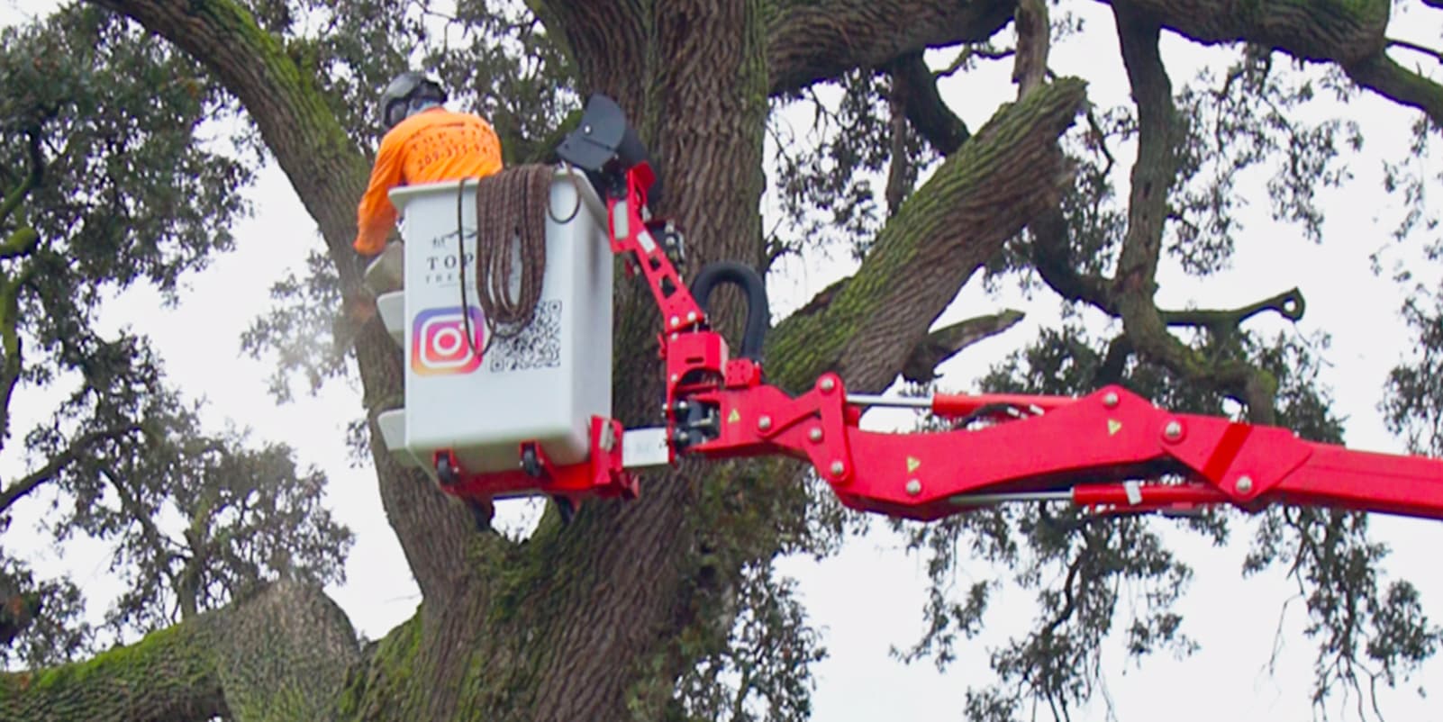 Arborist pruning a large oak from a bucket truck