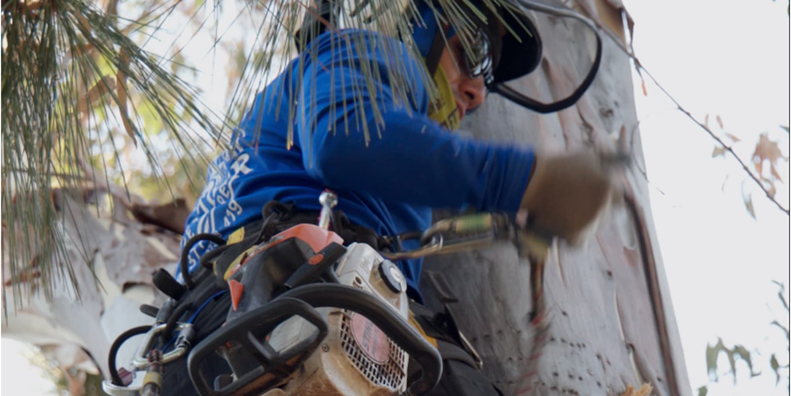 Top Tier arborist climbing and cutting a large tree with a chainsaw